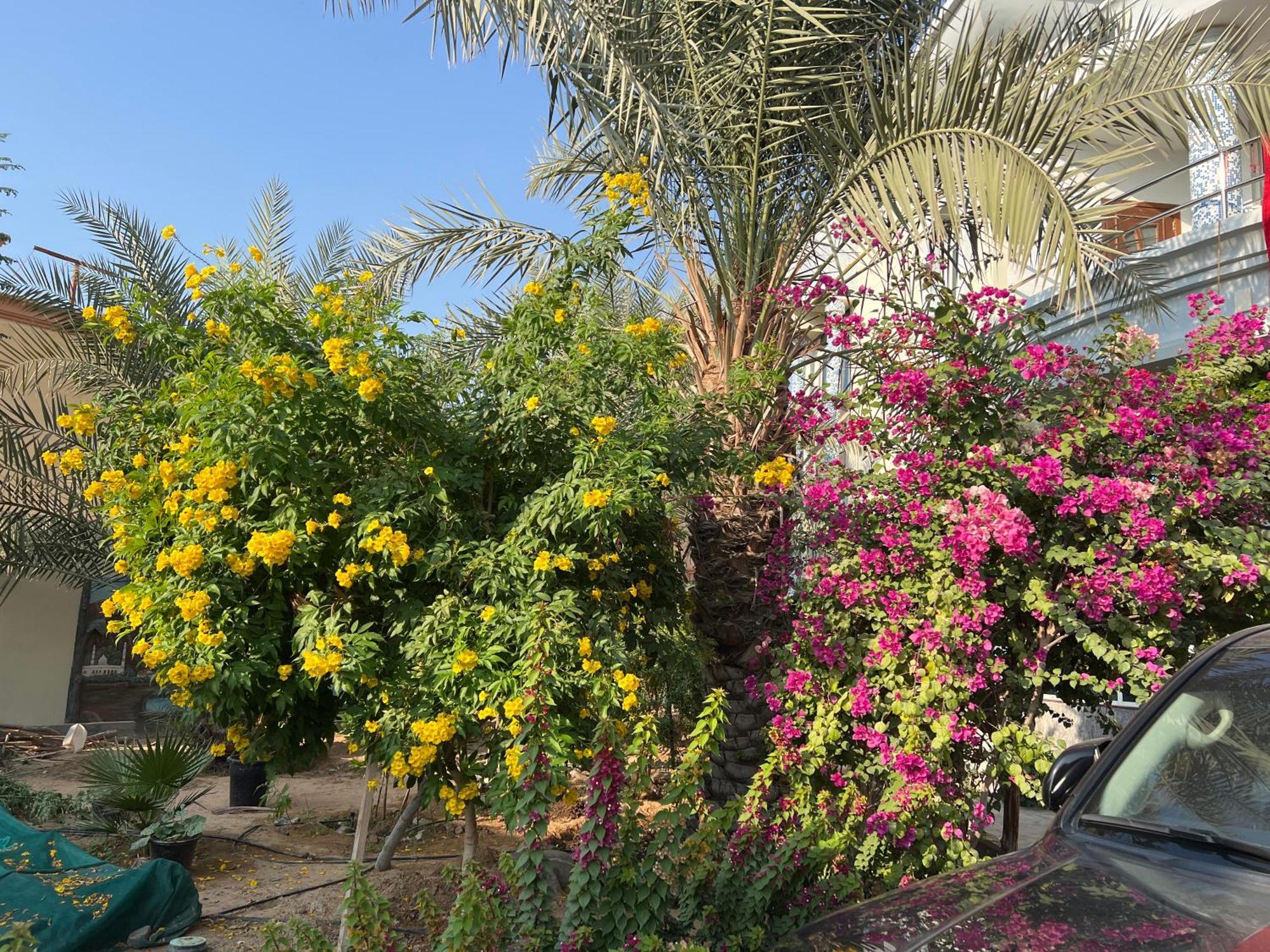 Alhosani Property Abu Dhabi Exterior foto