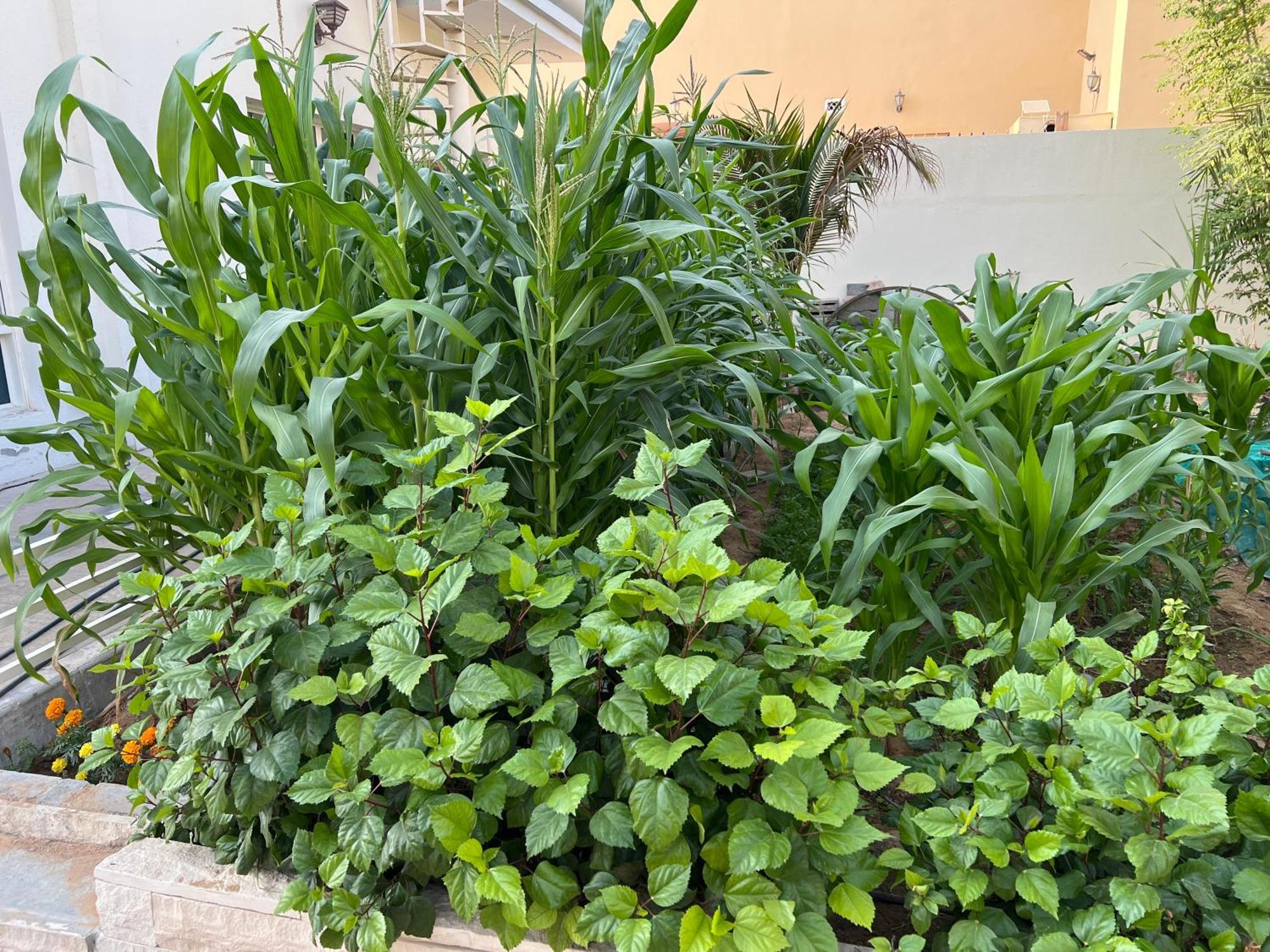Alhosani Property Abu Dhabi Exterior foto